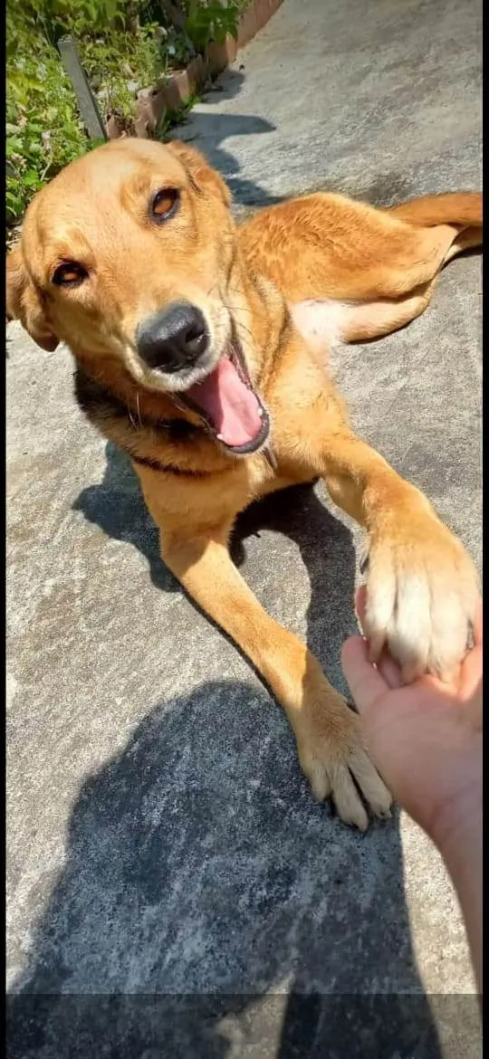 Cachorro ra a SRD-ViraLata idade 5 anos nome Mel