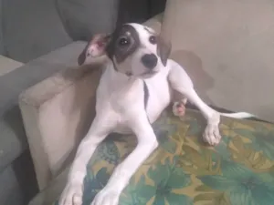 Cachorro raça SRD-ViraLata idade 2 a 6 meses nome Não possuo nome