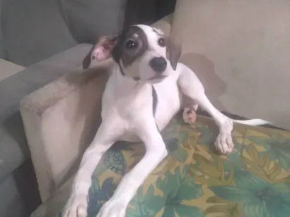 Cachorro raça SRD-ViraLata idade 2 a 6 meses nome Não possuo nome