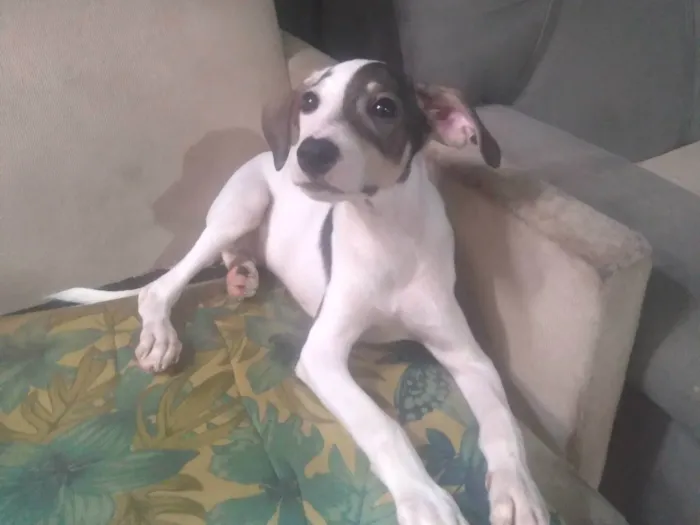 Cachorro ra a SRD-ViraLata idade 2 a 6 meses nome Não possuo nome