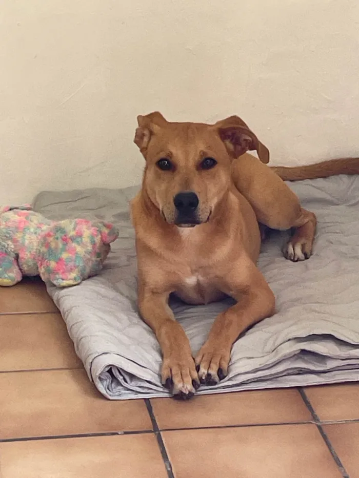 Cachorro ra a SRD-ViraLata idade 2 a 6 meses nome Bryan 