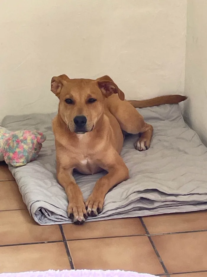 Cachorro ra a SRD-ViraLata idade 2 a 6 meses nome Bryan 