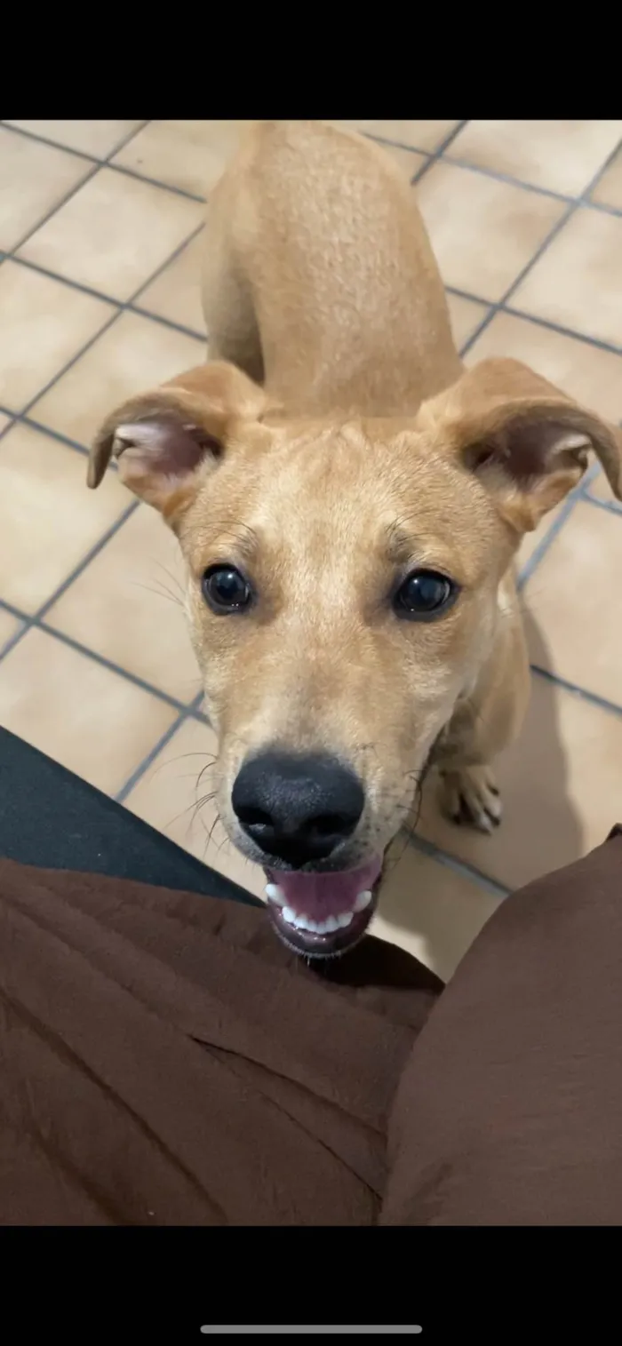 Cachorro ra a SRD-ViraLata idade 2 a 6 meses nome Bryan 