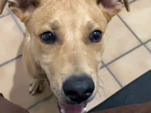 Cachorro raça SRD-ViraLata idade 2 a 6 meses nome Bryan 