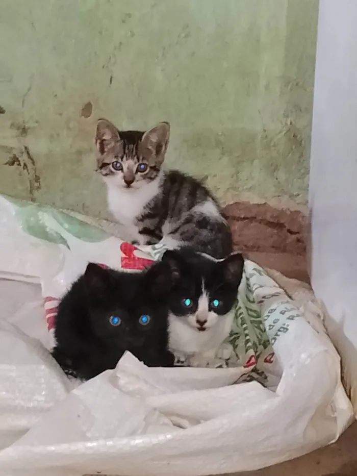 Gato ra a SRD-ViraLata idade 2 a 6 meses nome Não tem nome 