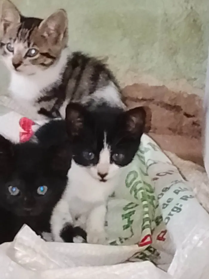 Gato ra a SRD-ViraLata idade 2 a 6 meses nome Não tem nome 
