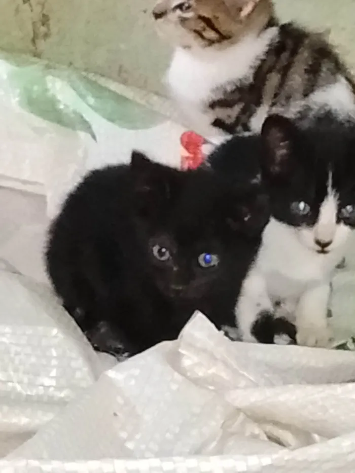 Gato ra a SRD-ViraLata idade 2 a 6 meses nome Não tem nome 
