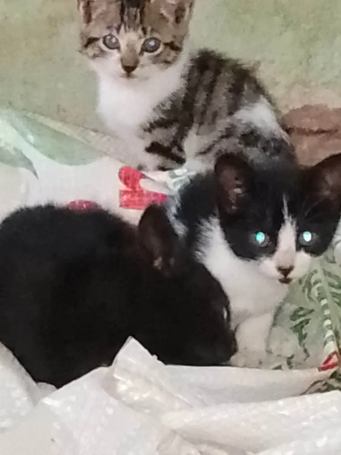 Gato ra a SRD-ViraLata idade 2 a 6 meses nome Não tem nome 