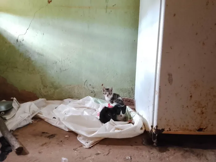 Gato ra a SRD-ViraLata idade 2 a 6 meses nome Não tem nome 