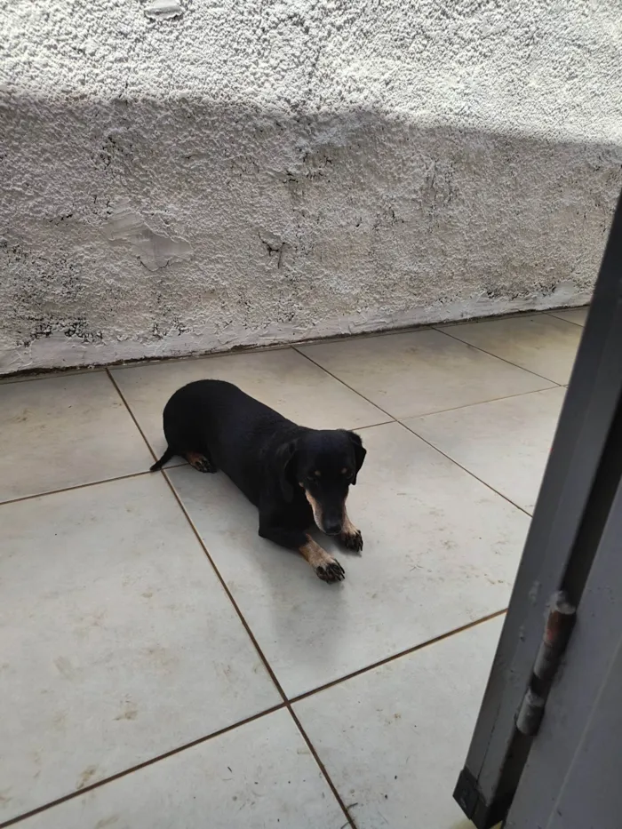 Cachorro ra a Basset-Cofap idade 6 ou mais anos nome Neguinha 