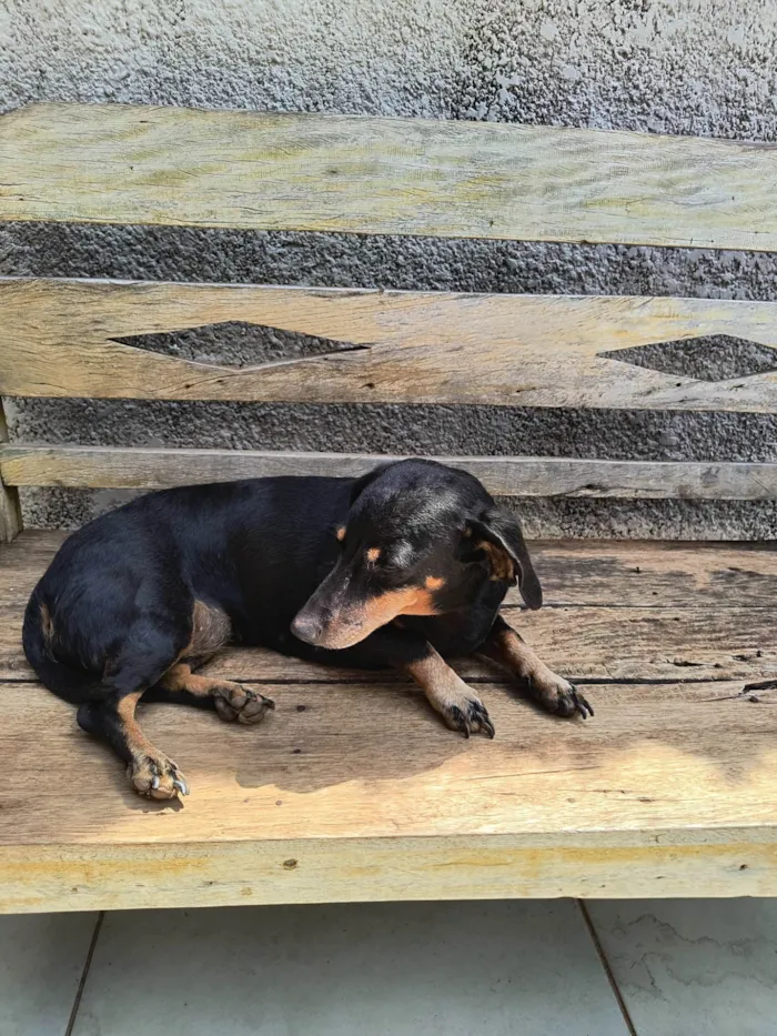 Cachorro ra a Basset-Cofap idade 6 ou mais anos nome Neguinha 