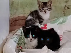 Gato raça SRD-ViraLata idade 2 a 6 meses nome Não tem nome 