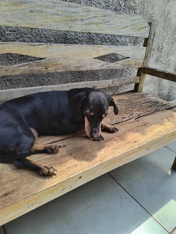 Cachorro ra a Basset-Cofap idade 6 ou mais anos nome Neguinha 