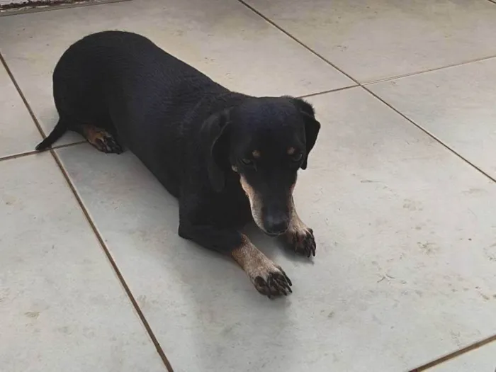 Cachorro ra a Basset-Cofap idade 6 ou mais anos nome Neguinha 