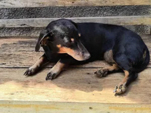 Cachorro raça Basset-Cofap idade 6 ou mais anos nome Neguinha 