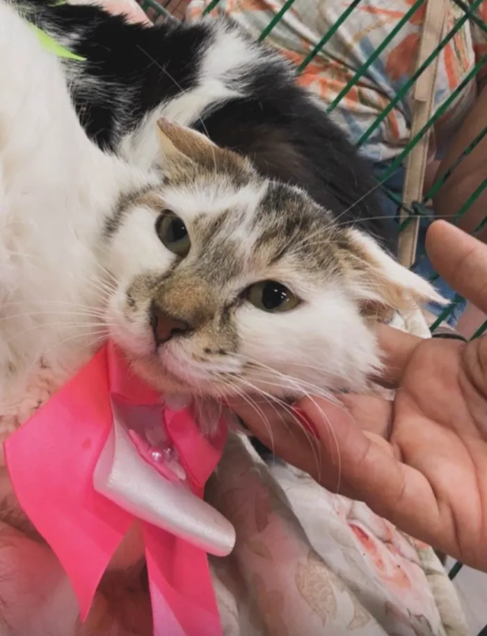 Gato ra a SRD-ViraLata idade 2 a 6 meses nome Aurora 