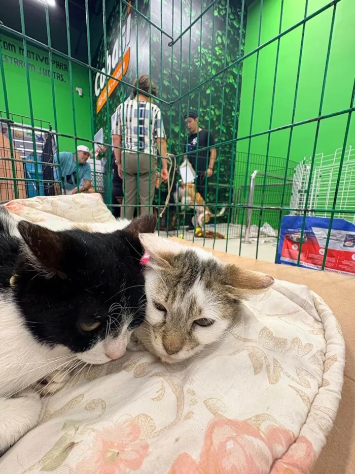 Gato ra a SRD-ViraLata idade 2 a 6 meses nome Aurora 