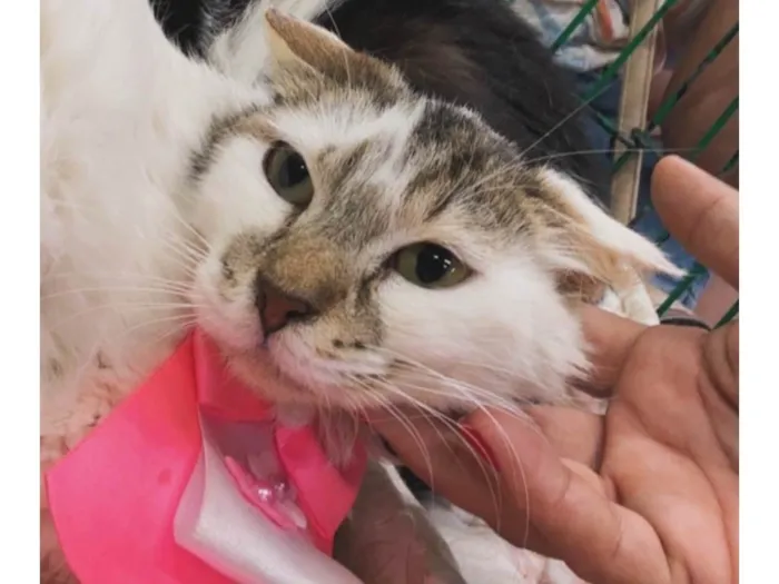 Gato ra a SRD-ViraLata idade 2 a 6 meses nome Aurora 