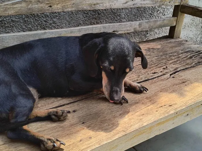 Cachorro ra a Basset-Cofap idade 6 ou mais anos nome Neguinha 