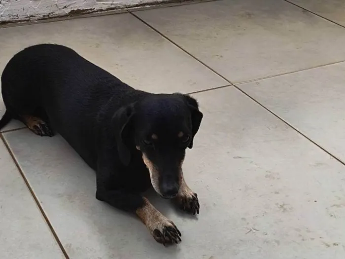 Cachorro ra a Basset-Cofap idade 6 ou mais anos nome Neguinha 