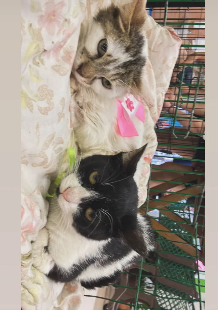 Gato ra a SRD-ViraLata idade Abaixo de 2 meses nome Matilda 