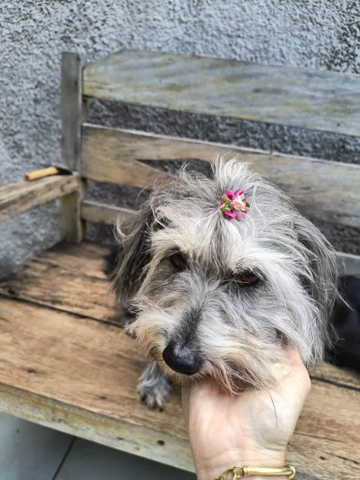 Cachorro ra a SRD-ViraLata idade 6 ou mais anos nome Molly