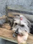 Molly