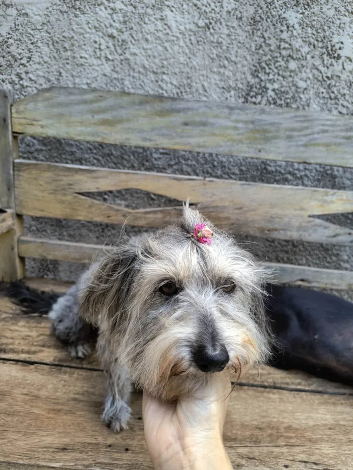 Cachorro ra a SRD-ViraLata idade 6 ou mais anos nome Molly