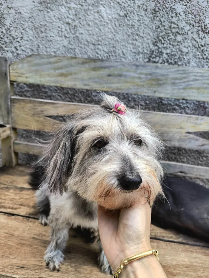 Cachorro ra a SRD-ViraLata idade 6 ou mais anos nome Molly