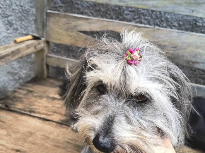 Cachorro ra a SRD-ViraLata idade 6 ou mais anos nome Molly