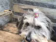 Molly