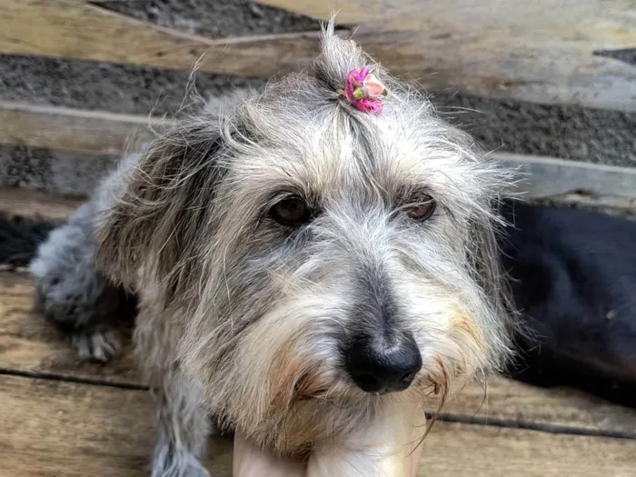Cachorro ra a SRD-ViraLata idade 6 ou mais anos nome Molly