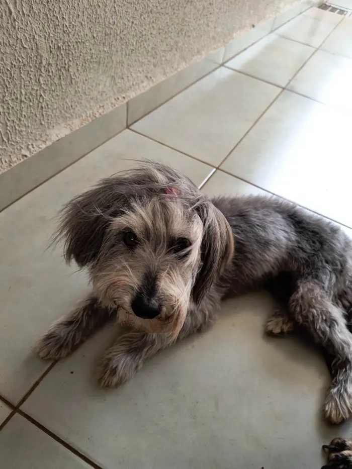 Cachorro ra a SRD-ViraLata idade 6 ou mais anos nome Molly