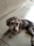 Molly
