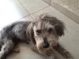 Molly