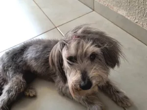 Cachorro raça SRD-ViraLata idade 6 ou mais anos nome Molly