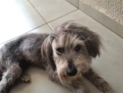 Cachorro raça SRD-ViraLata idade 6 ou mais anos nome Molly