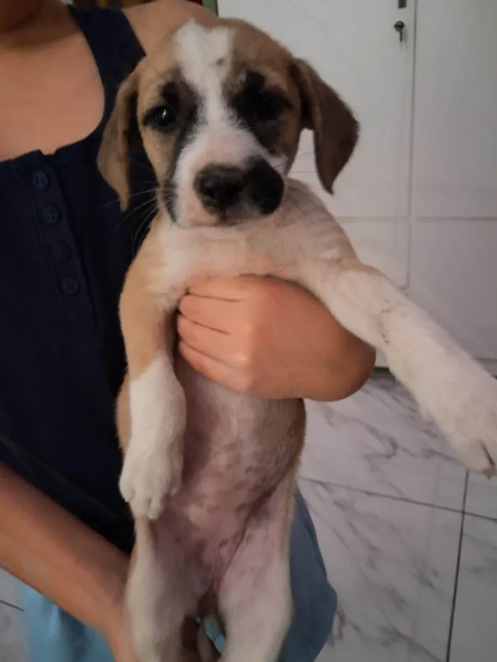 Cachorro ra a SRD-ViraLata idade Abaixo de 2 meses nome VERONICA ARAUJO DE ALMEIDA