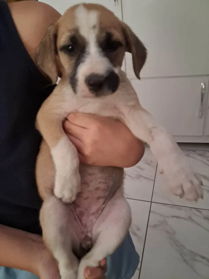 Cachorro ra a SRD-ViraLata idade Abaixo de 2 meses nome VERONICA ARAUJO DE ALMEIDA