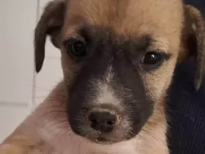 Cachorro raça SRD-ViraLata idade Abaixo de 2 meses nome VERONICA ARAUJO DE ALMEIDA