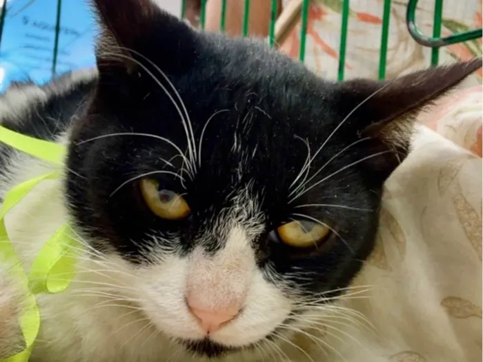Gato ra a SRD-ViraLata idade Abaixo de 2 meses nome Matilda 