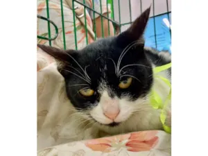 Gato raça SRD-ViraLata idade Abaixo de 2 meses nome Matilda 