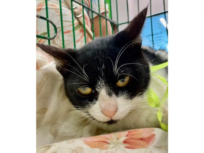 Gato ra a SRD-ViraLata idade Abaixo de 2 meses nome Matilda 