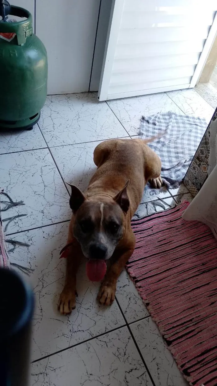 Cachorro ra a Pit-Bull idade 6 ou mais anos nome Nick 