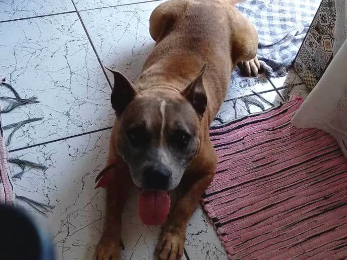 Cachorro ra a Pit-Bull idade 6 ou mais anos nome Nick 