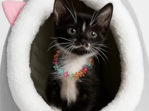 Gato raça SRD-ViraLata idade Abaixo de 2 meses nome Juju