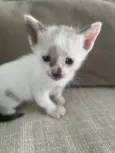 Gatos 