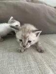 Gatos