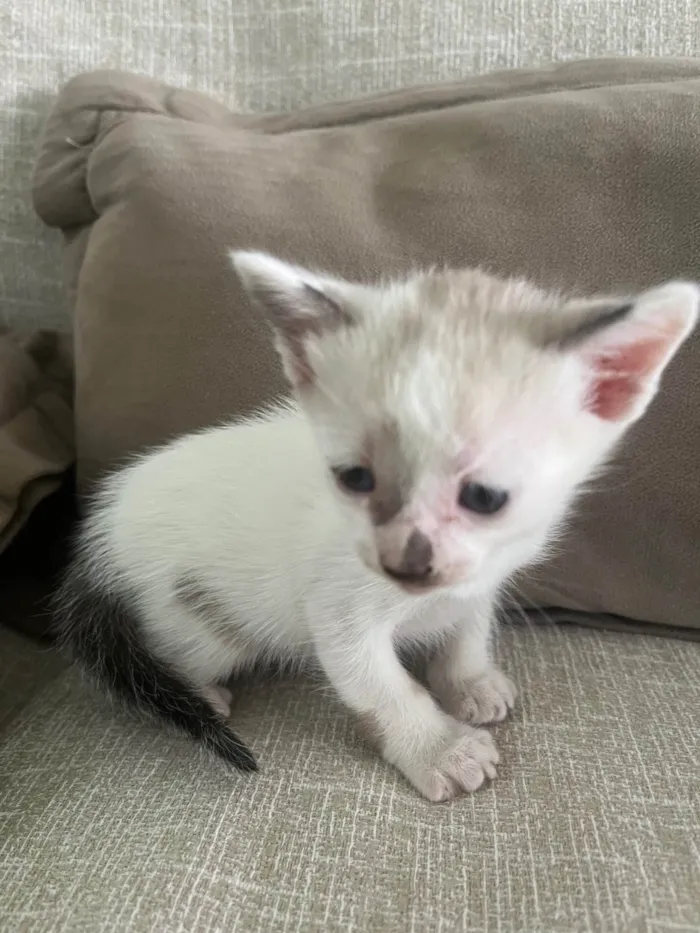 Gato ra a SRD-ViraLata idade Abaixo de 2 meses nome Gatos 