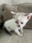 Gatos